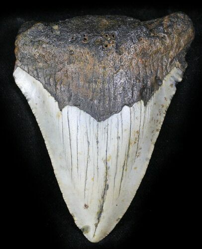 Bargain Megalodon Tooth - North Carolina #26013
